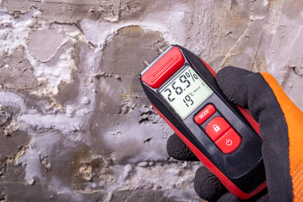 Best Affordable Mold Removal  in Starkville, MS