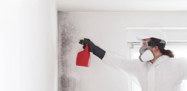 Certified Mold Removal in Starkville, MS