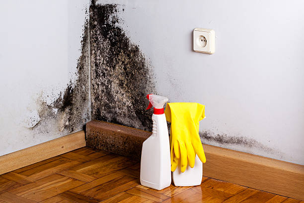 Best Mold Cleaning Services  in Starkville, MS