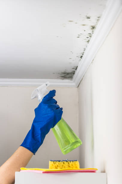 Best Emergency Mold Removal  in Starkville, MS