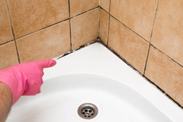 Best Fast Mold Removal  in Starkville, MS