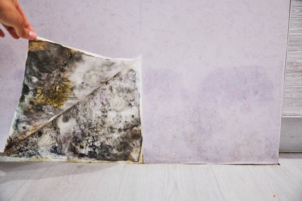 Best Mold Damage Repair  in Starkville, MS
